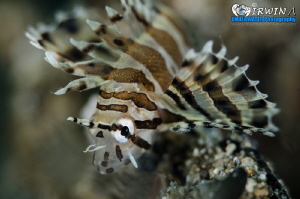 
F L O W
Lionfish (Pterois)
Anilao, Philippines. May 2014 by Irwin Ang 